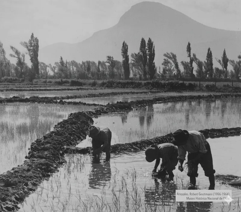 Hombres en el Arroz - Restaurada con IA